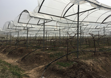 Proyecto de riego solar por goteo de 7,5 kW en Xuzhou